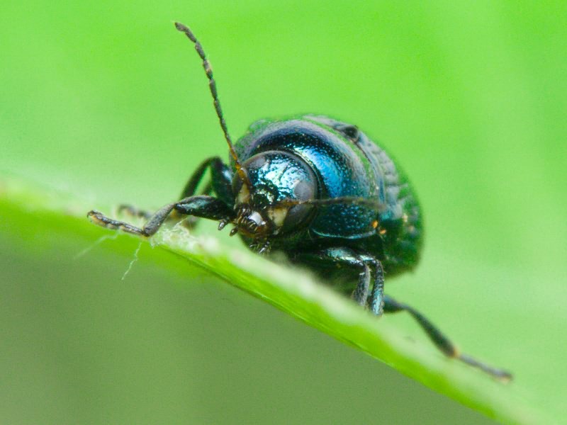 Cryptocephalus Geoffroy, 1762